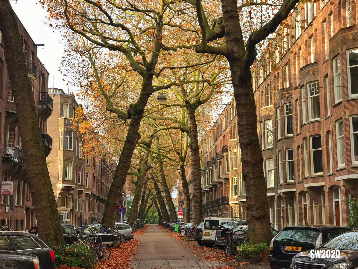 Amsterdamexplor's tweet image. The famous trees in the Lomanstraat in #Amsterdam
