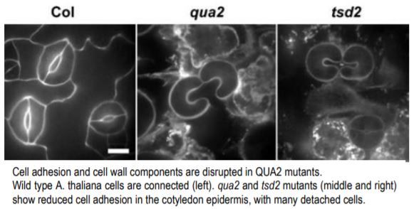 plantae_org's tweet photo. The Plant Cell IN BRIEF via Plantae .org:  Let's stick together - a pectin biosynthetic mutant reveals the interconnectedness of plant cell walls (Author:  Chris Whitewoods, John Innes Centre) #CellWalls #Biosynthesis #CellExpansion #PlantBiology #PlantSci https://t.co/8koFrlEhcb https://t.co/7uPL5vP3CN