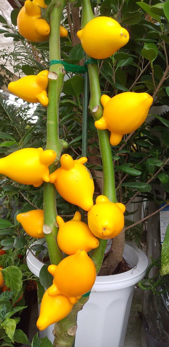 りえとあみ フォックスフェイス 親父と一緒に近所の 緑化センターに行ってきました 狐の顔という名前のこの実 めちゃくちゃ可愛くないですか 立体的にもキツネちゃんにしか 見えない 萌え