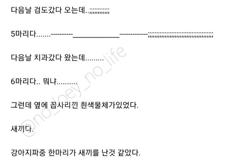 The next day, after going to Kendo..There were 5.....The next day, after going to the dentist, I came back...There were 6.. what is this......But beside them, I saw something small & white.It's a baby.It seems like one of the puppies gave birth to a baby. #CHANYEOL  #찬열