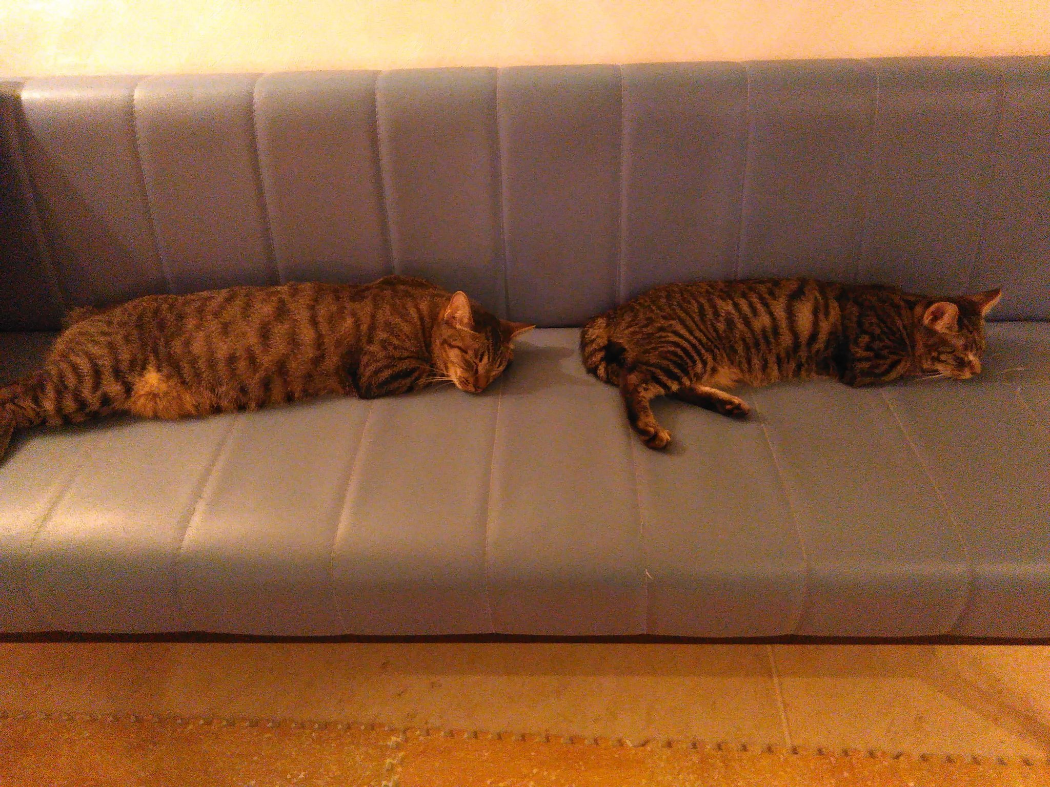 ププミニョン 最近ますます似てきたポンタ君とコテツ君 保護猫 鍵尾 寝姿までそっくり ちなみに親子でも兄弟でもありません笑 ねこ ネコ 猫 猫カフェ ププミニョン 横須賀 横須賀中央 保護猫 猫好きさんと繋がりたい 猫動画 Cat