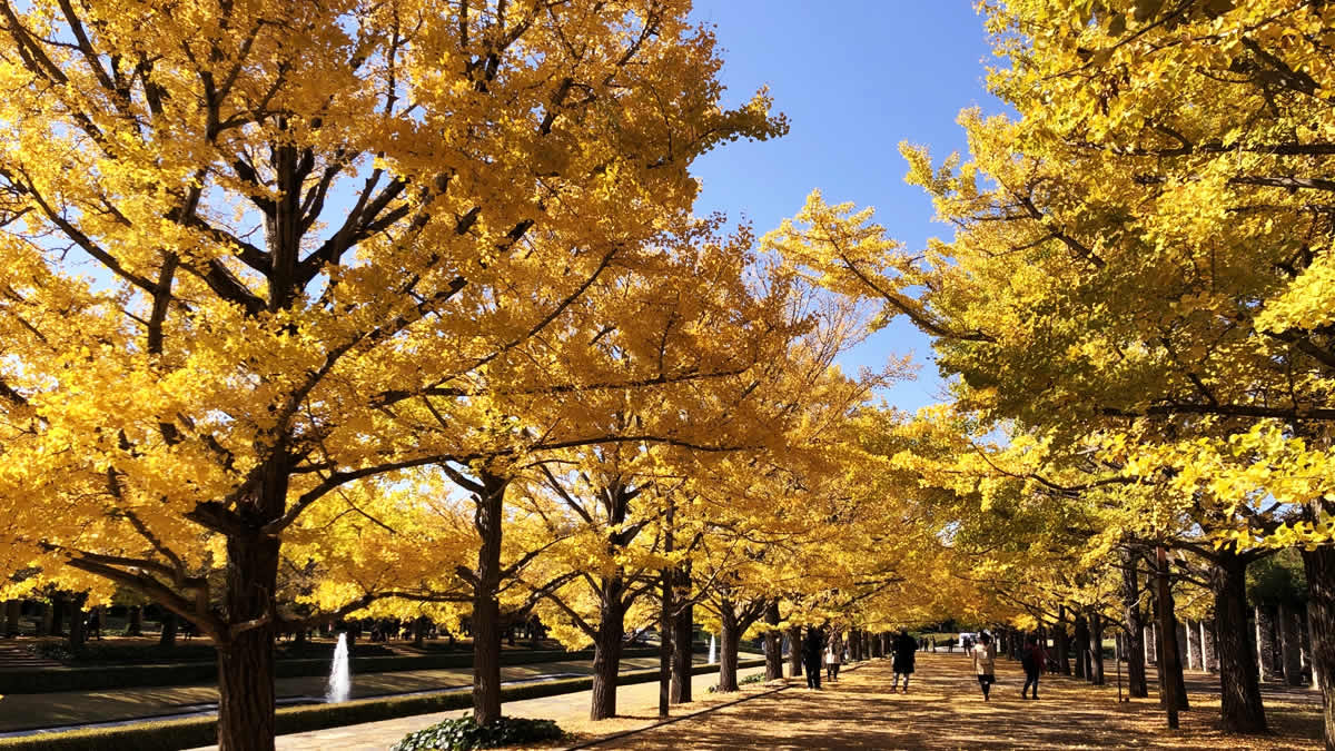 event_checker's tweet photo. 11/3(火祝)-29(日)東京・立川の国営昭和記念公園で「黄葉紅葉まつり」開催。黄金色のイチョウ並木や、真紅のモミジに彩られた日本庭園など秋の絶景が広がります。夜間ライトアップも実施→https://t.co/bHylqT8KXi https://t.co/b8s1qw9dFe