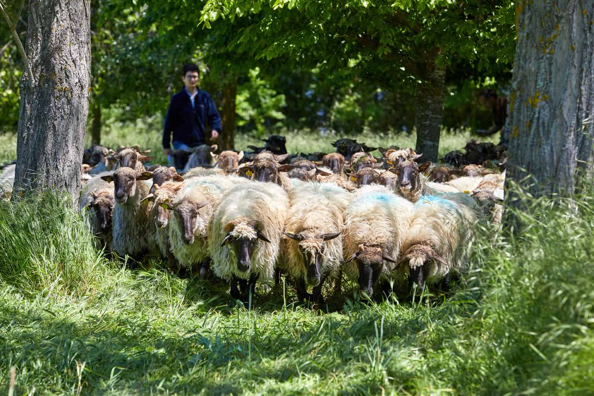 ParkeEuskadi's tweet image. ✅🐑 Ojo a este nuevo proyecto de @neiker_BRTA: Una nueva metodología para evaluar el contenido en grasa y proteína de la leche de oveja Latxa permitirá mejorar la rentabilidad de los rebaños. #Neiker 

👉 ow.ly/lbYX50BWQMp