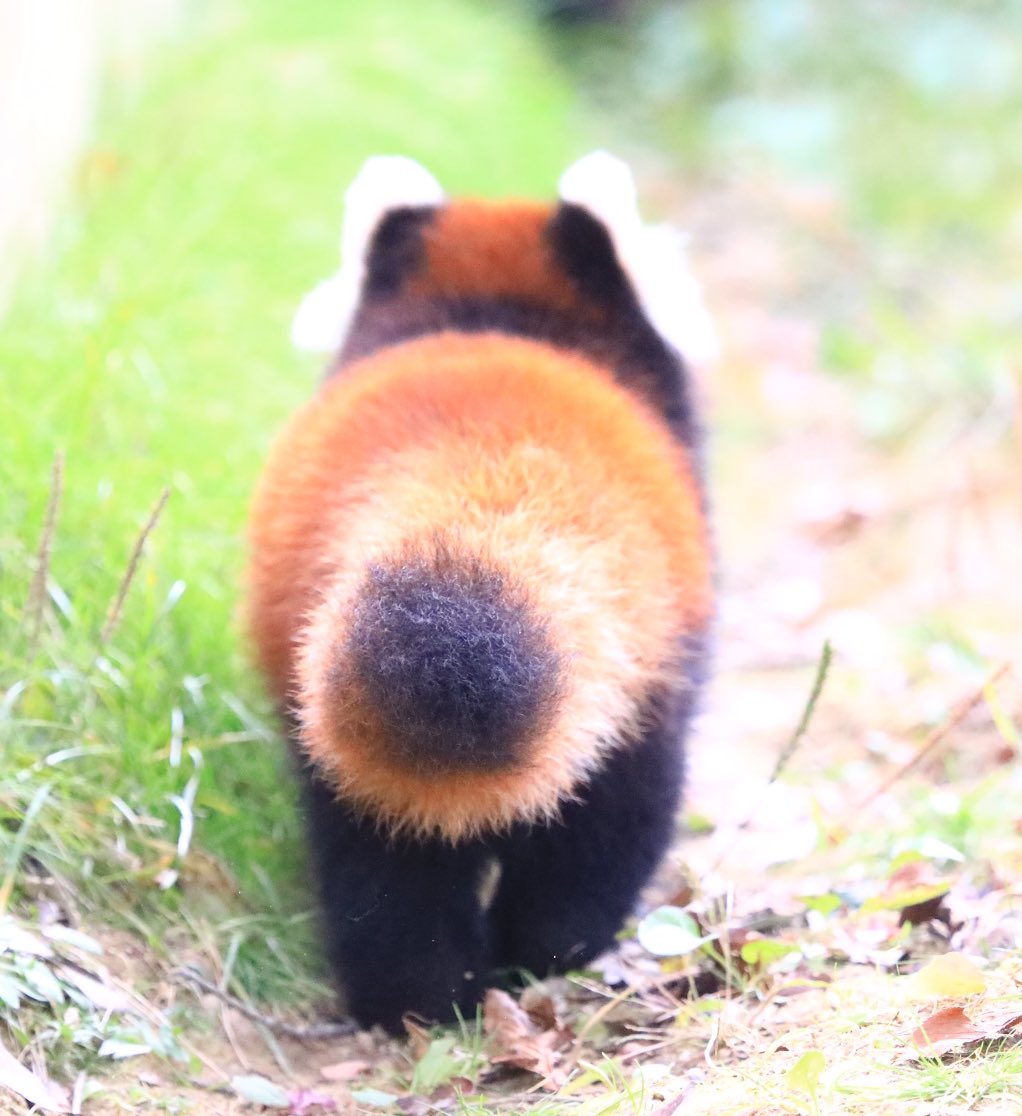 こなつ もふもふしっぽ ちっちゃいにくきゅう 可愛い 八木山動物公園 レッサーパンダ こなつ もふもふしっぽ ちっちゃいにくきゅう 可愛い 八木山動物公園 レッサーパンダ