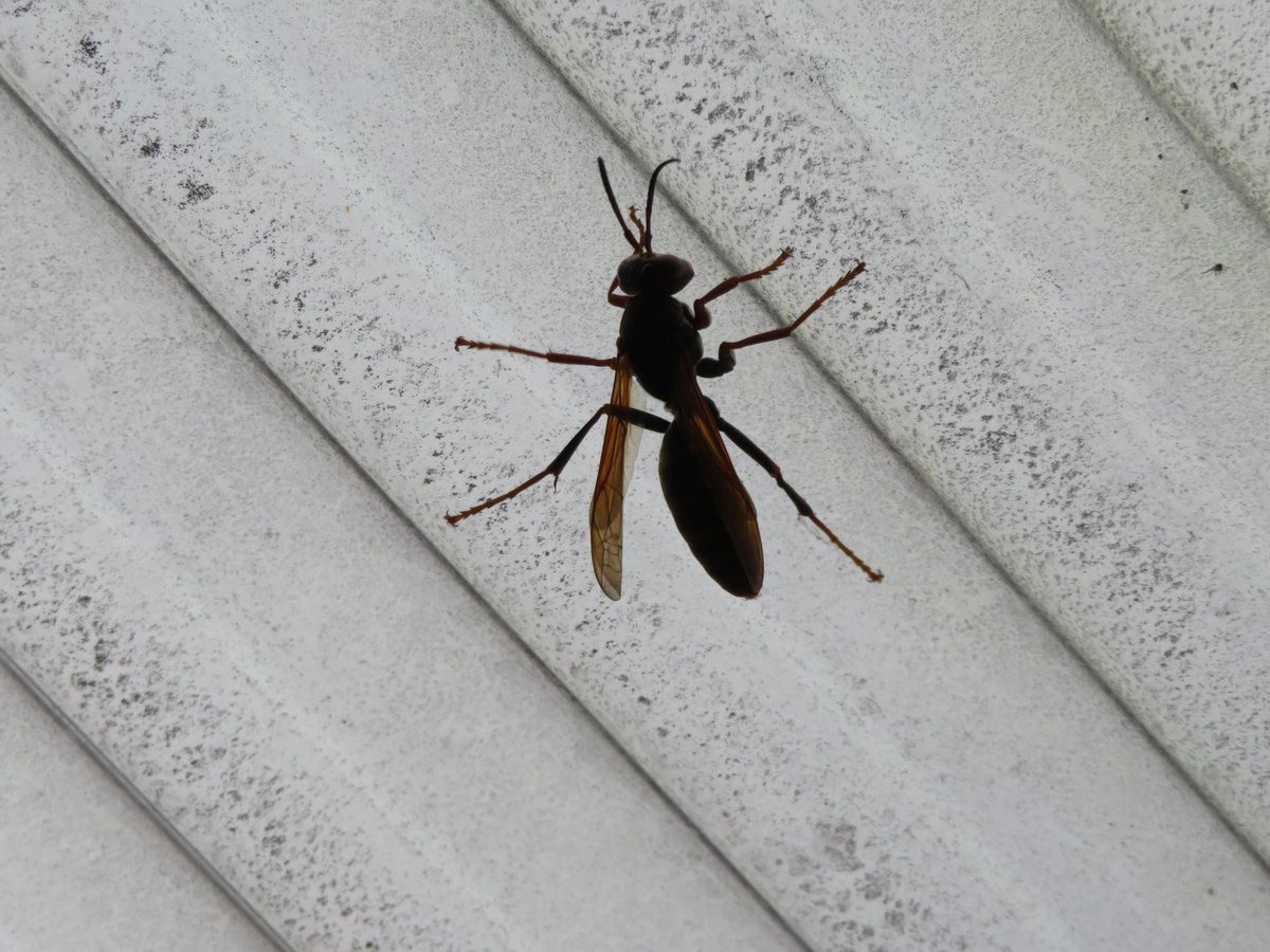 Aoba Haruna 青葉はるな 蜂って蟻と似てるよね ていうか 蟻がハチ目アリ科