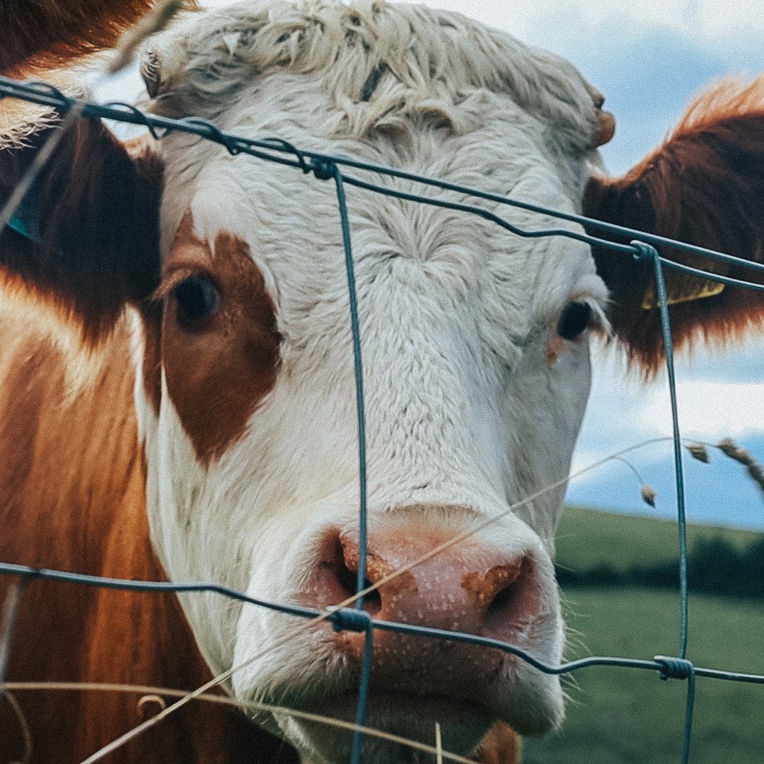 We’re on a single track country road high up above Blairgowrie to find out if Google could teach us about Scottish beef...
.
#theblairgowrieseries #blairgowrie #perthshire