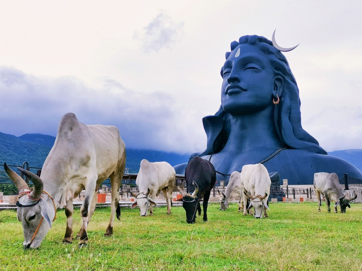 SuryaIshaYoga1's tweet photo. RT yographic39: RT @ishafoundation: #PicOfTheDay #Adiyogi #IshaYogaCenter https://t.co/h3KoWSWc7t #yogakc #IshaYogaKC #InnerEngineering #Yoga #Meditation