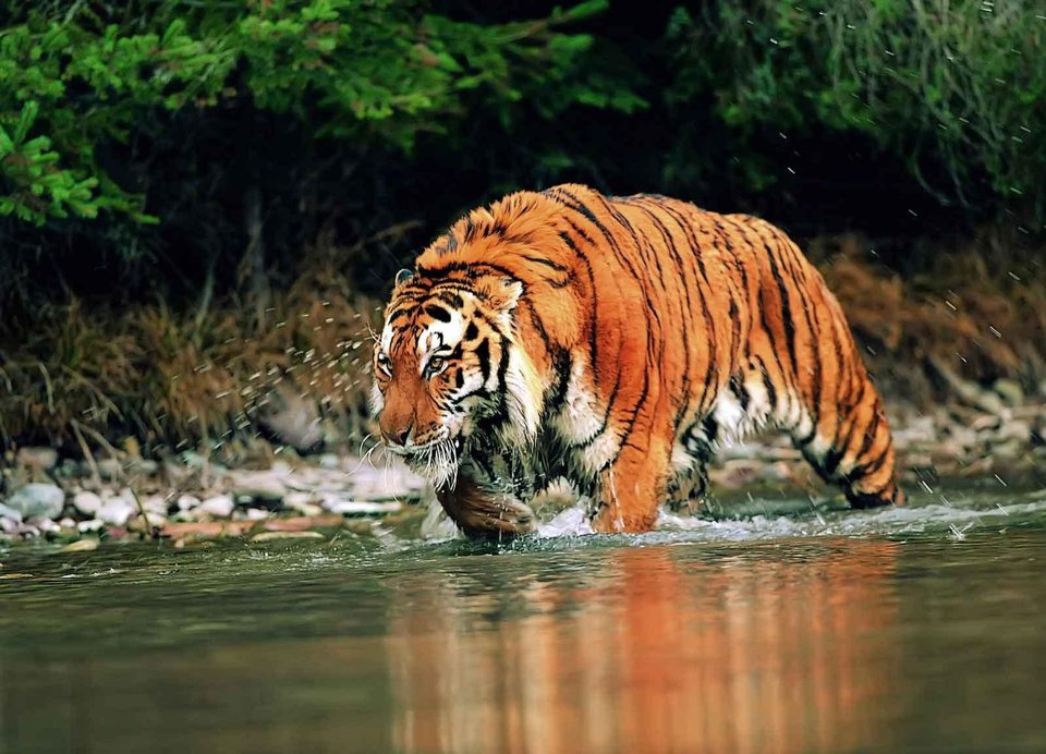 Nanda Devi National Park is located in the Chamoli district of Uttarakhand and surrounded by snow-capped mighty Himalayan peaks.
#nandadevinationalpark #nandadevi #nationalpark #nature #travel #himalayangeographic #chamoli #himalayas #uttarakhandtourism #diamondhospitalities https://t.co/dB1PP4rqis