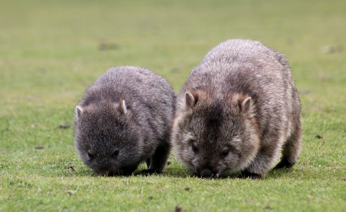 Let's finish off  #NationalWombatDay with one of my favourite wombat genres - little wombats with big wombatsHappy wombat-ing everyone!