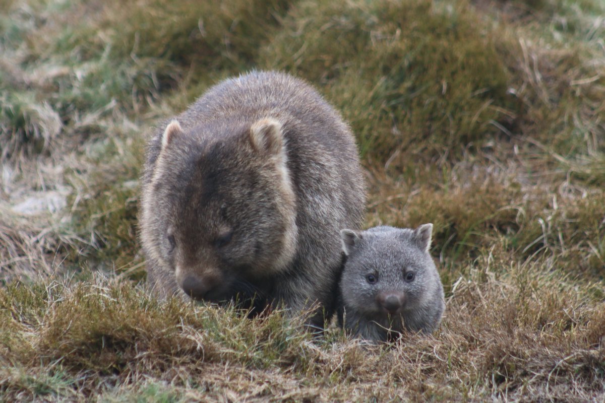Let's finish off  #NationalWombatDay with one of my favourite wombat genres - little wombats with big wombatsHappy wombat-ing everyone!
