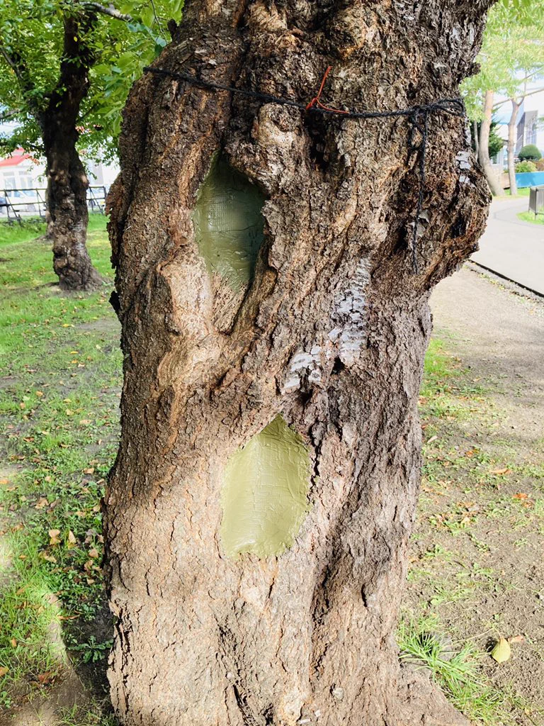 五稜郭公園のサクラの木の幹にたばこを捨てている不届きものがいる・中にはごみがいっぱい入っていた。