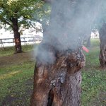 五稜郭公園のサクラの木の幹にたばこを捨てている不届きものがいる・中にはごみがいっぱい入っていた。