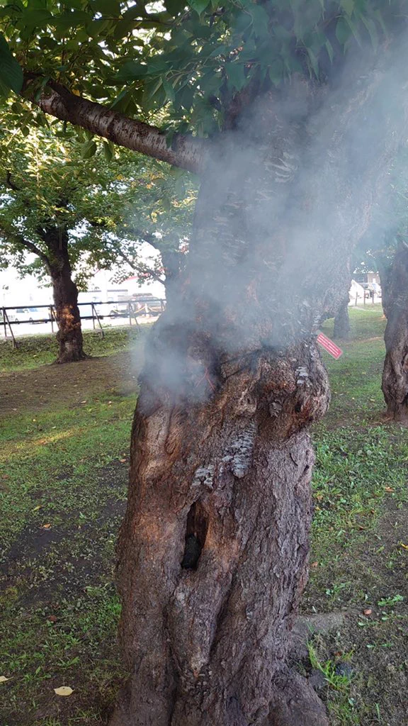 五稜郭公園のサクラの木の幹にたばこを捨てている不届きものがいる・中にはごみがいっぱい入っていた。