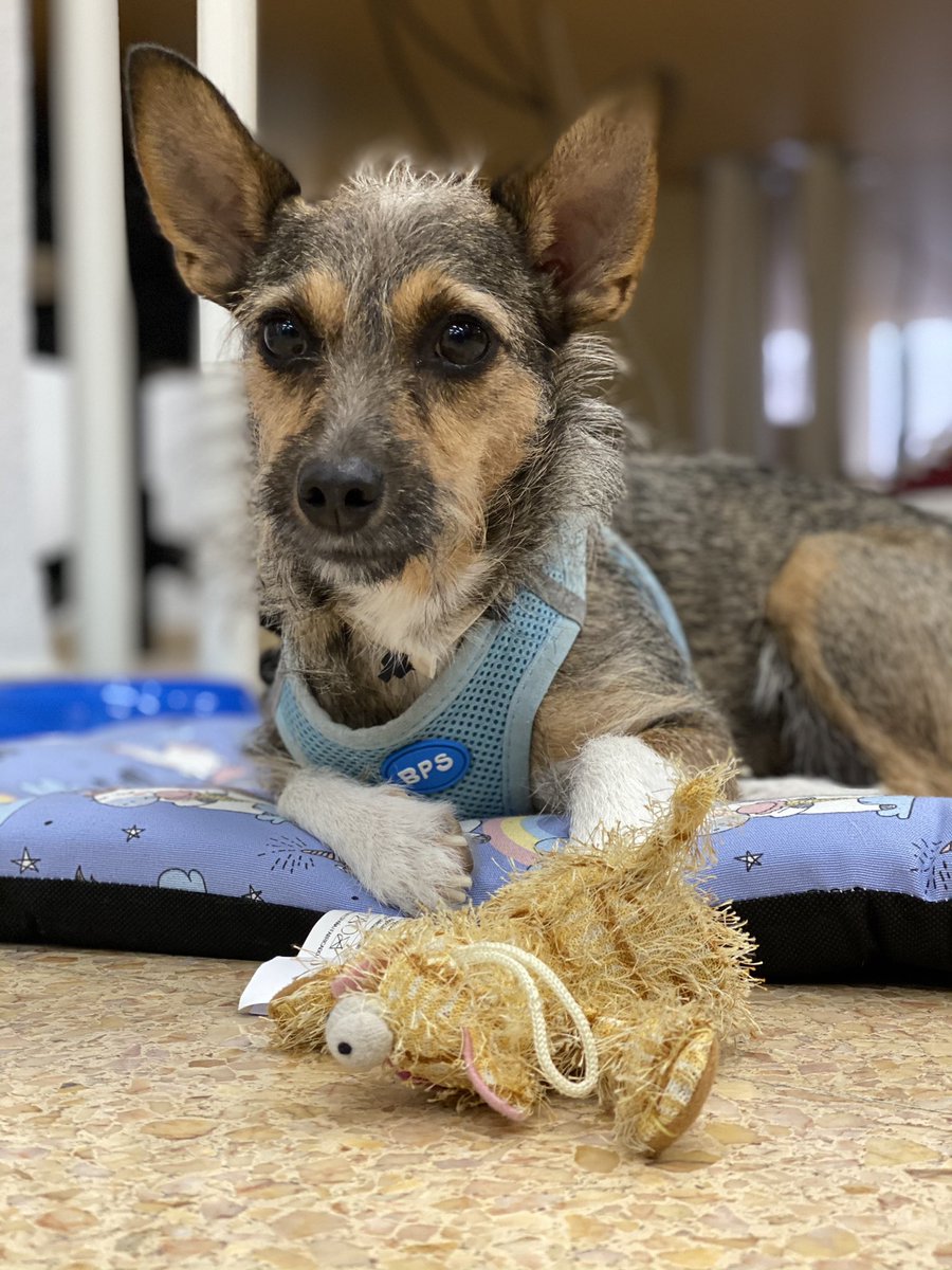 Hoy <a href="/MjCuenca/">Maria José Cuenca</a> y yo hemos venido a currar desde la oficina de <a href="/weareCactus/">We are Cactus</a> , somos exactamente en la oficina hoy 2 personas y 2 Perretes 🤷🏻‍♂️🤷🏻‍♂️😅 El resto del equipo feliz y en remoto (incluído otro perrete y varios gatetes)  😚😚