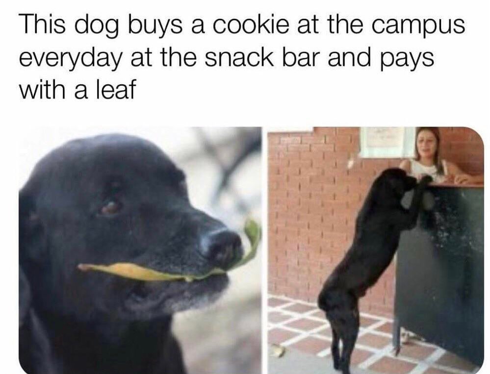 Heckin Good Dogs (@heckingooddogs) on Twitter photo 
