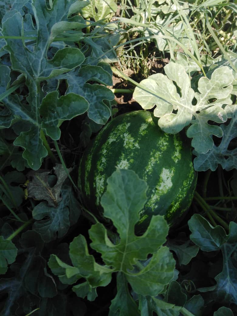 Current settings- Izinkomo Farms
Watermelon ready in 4 weeks
Potato End November (1st Batch)
Mid January (2nd batch)
Tomatoes- December https://t.co/nzbs114RuQ