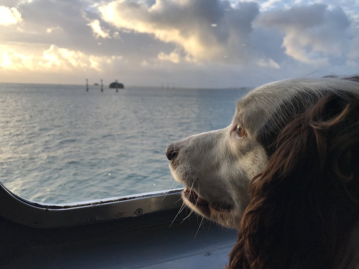 Early ferry to #IOW for a couple more #Covidguidance visits #Minnie enjoying the view #workinggundog