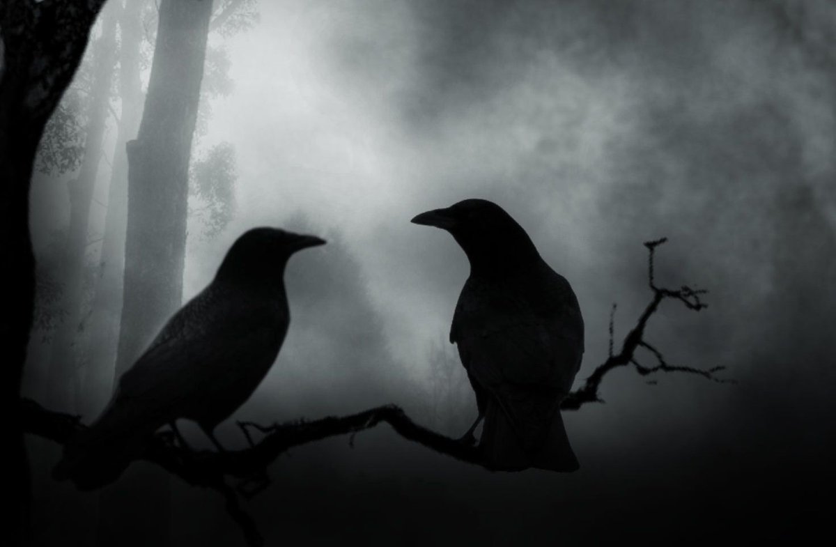 "If crows caw round the house in the afternoon of Hallowe'en, there will be a corpse of an inmate or the dead body of an animal belonging to the inhabitant soon." #Halloween  #Wales 