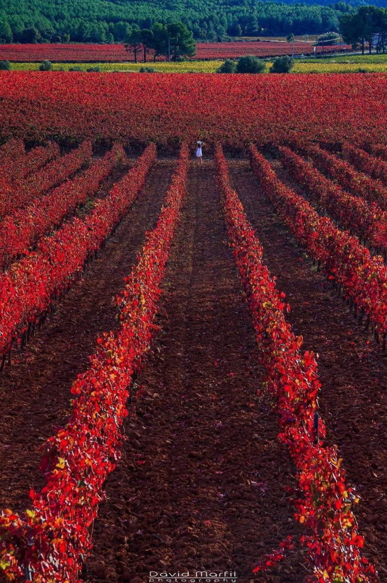 La tardor al Penedès ens deixa imatges tan xules com aquesta💛🧡❤️. Aprofita aquest espectacle de colors per fer-nos una visita i poder-ne gaudir en directe!😍

📸@davidmarfilraurell (perfil Instagram)

#penedesturisme #penedesexperience @bcnmoltmes <a href="/catexperience/">Catalunya Experience</a>