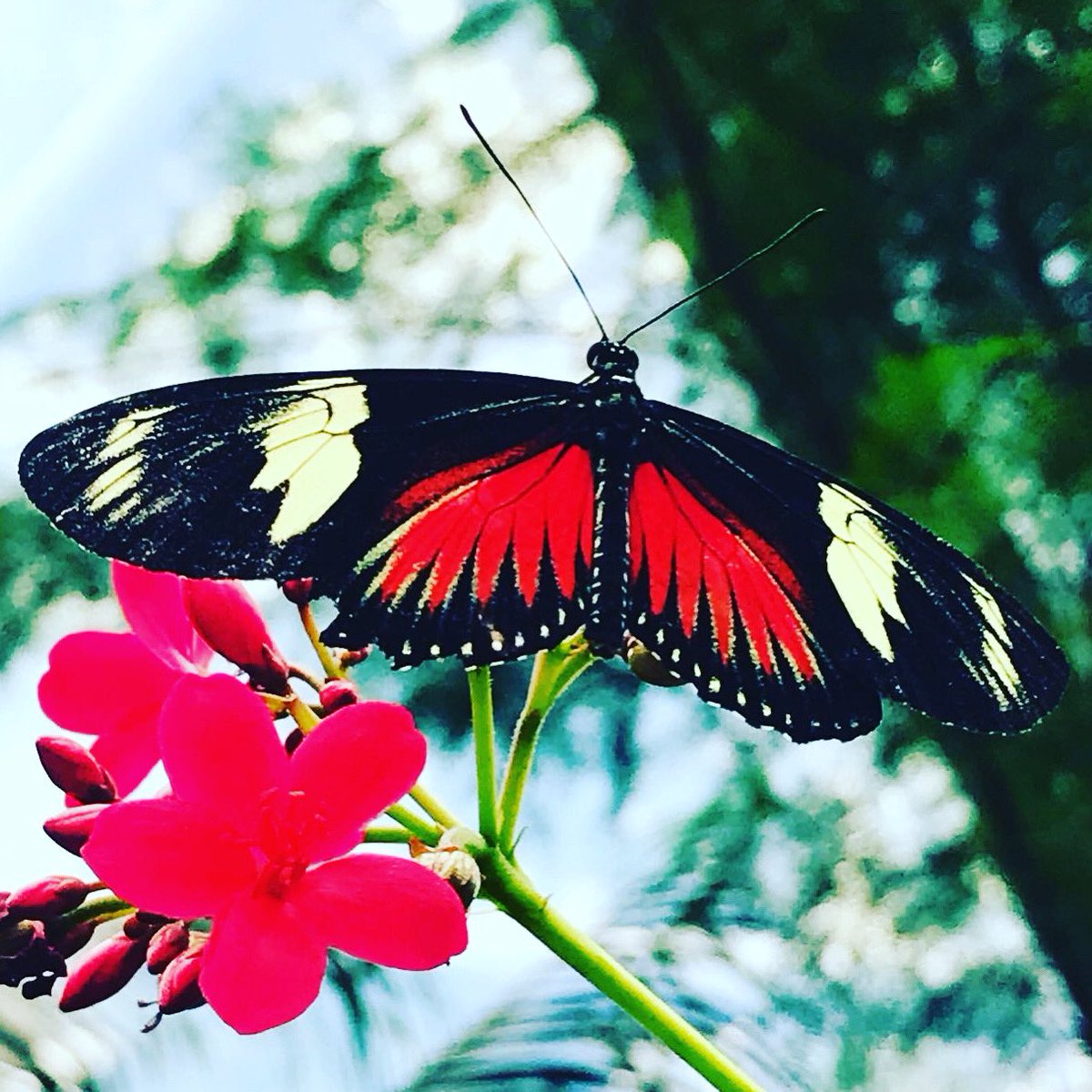 MonikaBaaima's tweet photo. @Bannerwinkel Prachtig #butterfly https://t.co/7LMSzRk90u