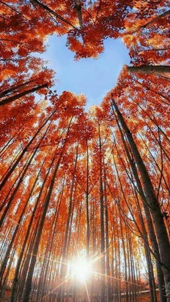 MARY_ESMAEELI's tweet photo. 🍁
Love in Fall   &amp;   Fall in Love 

#ThursdayMotivation
#Autumn    #love https://t.co/2V5DxrpEOC