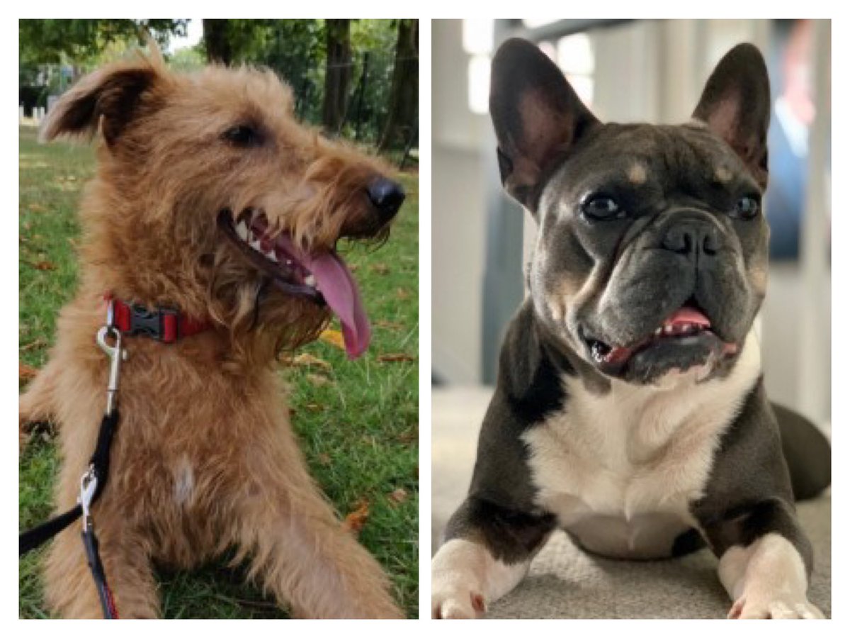 Stolen&Missing Pets tweet media