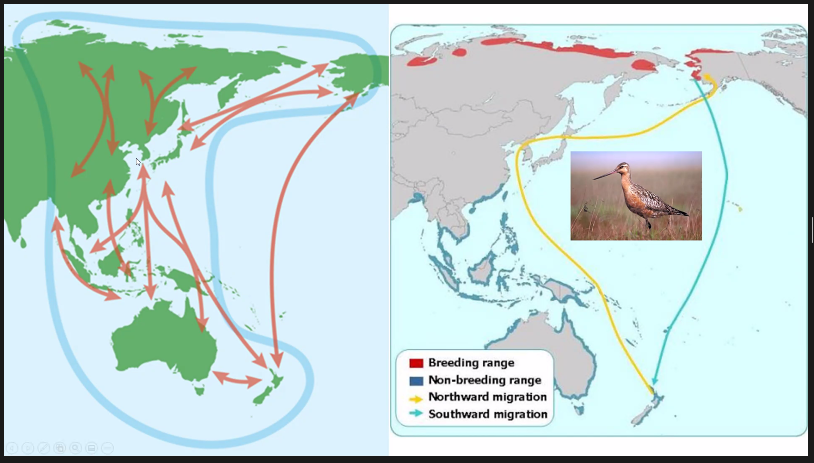 MKunz808's tweet photo. To conserve #migratorybirds, "as much as we need to know of their ecology, we need to know about the politics and policy." Thanks @GalloEduardo for illuminating how international coordination is needed to protect habitat and monitor hunting of migratory species! #NREMSEminar https://t.co/u1QuJDBh0h