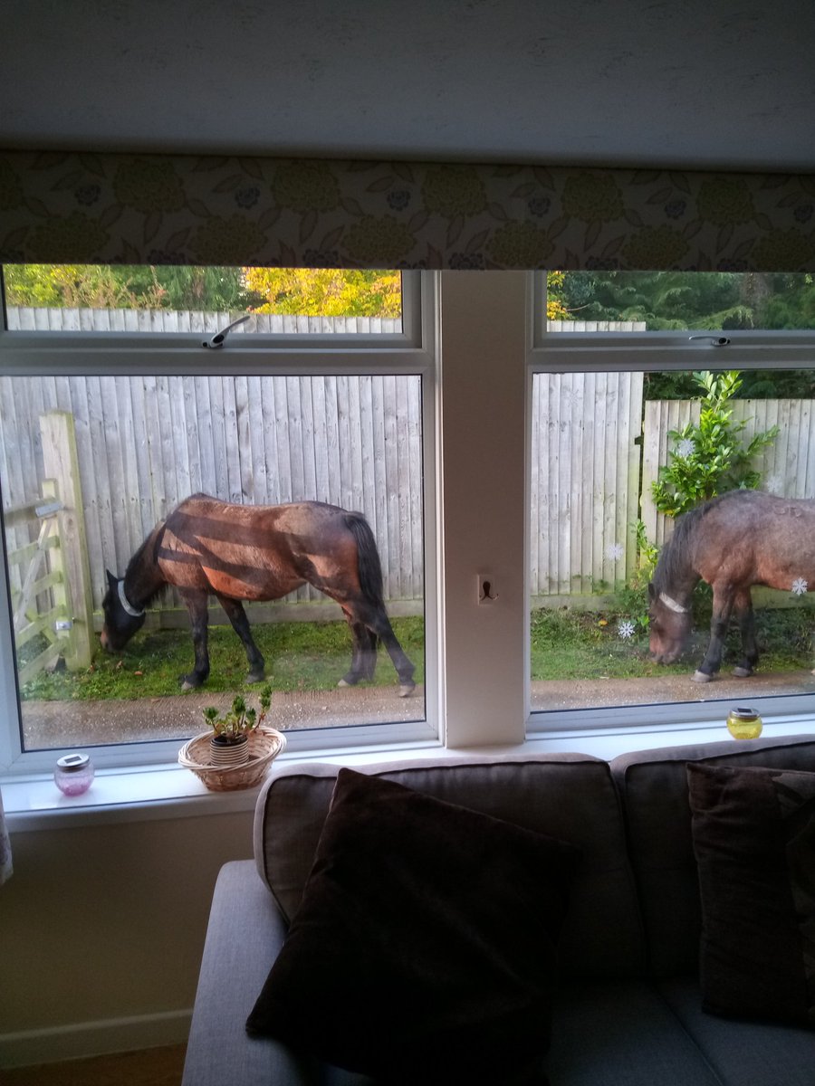 señores por favor irse, qué horas son estas de aparecer en una casa sin llamar???