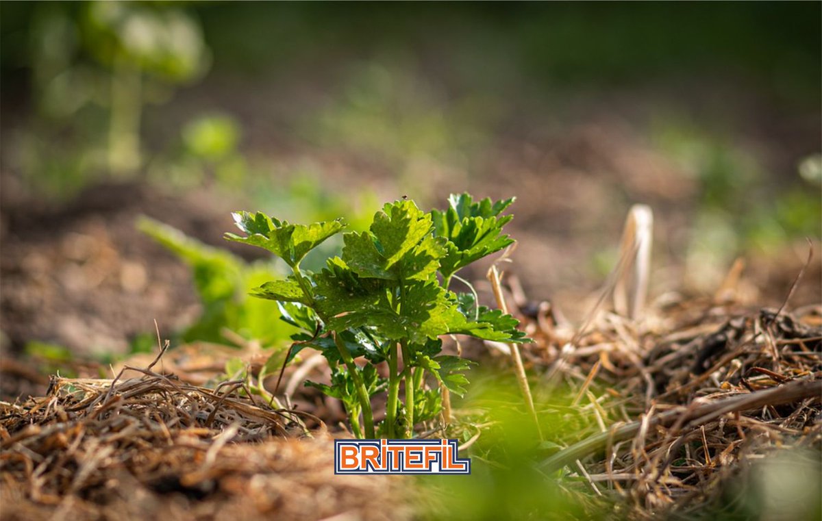 A common practice in agroecology is mulch or cover. Covering the surface of the soil with natural materials such as tree bark, pruning remains, etc; to avoid loss of water by evaporation, improve fertility, and soil moisture.

 #EcoTip #watering #sustainability #smartAgriculture