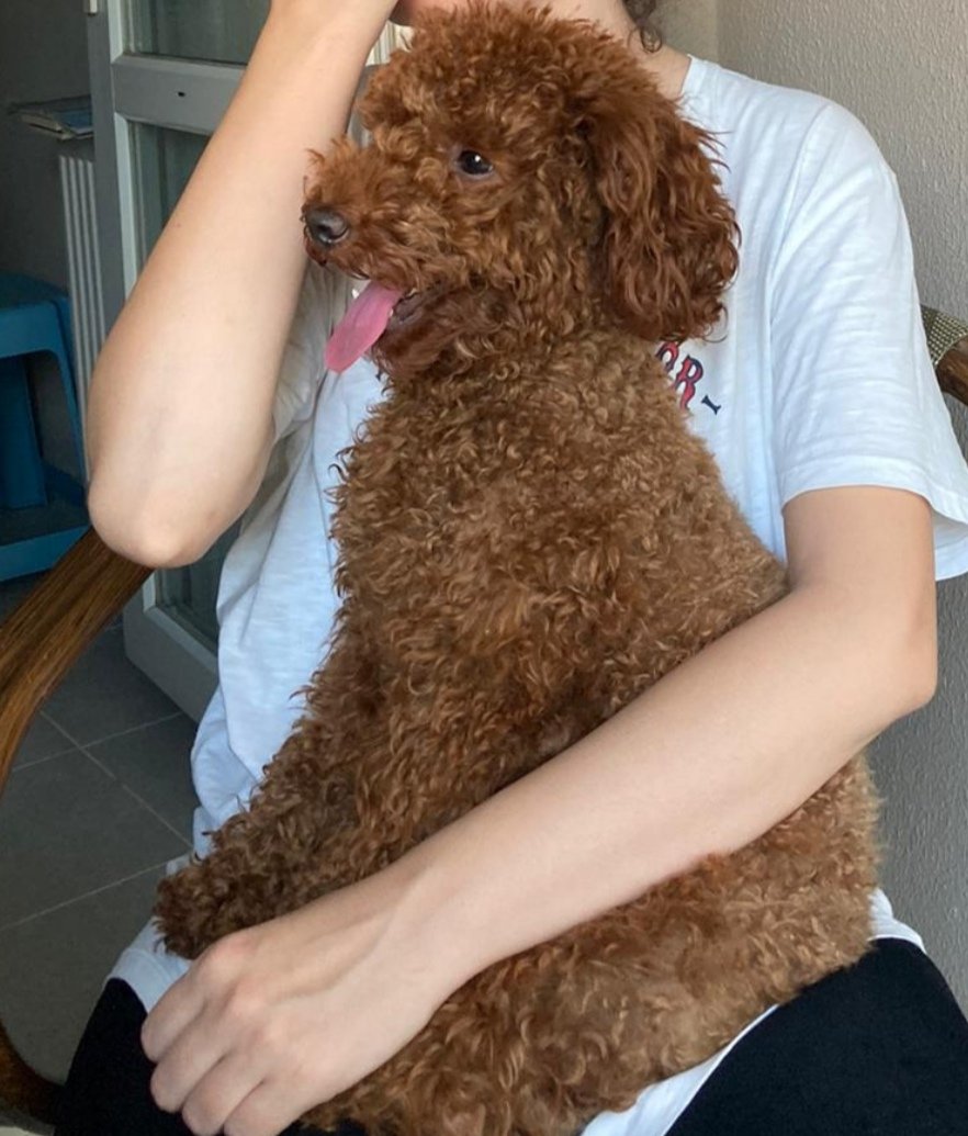 2) This June, I made up my mind and searched for the least allergic dog that could also live in an apartment. Toy poodle it was. I even borrowed Chocolate (a toy poodle3 owned by my local petshop) for 6-8 hours a day to test my allergies.