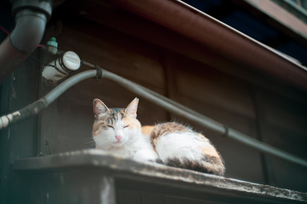 RG3DRMPtWWmPSv0's tweet image. #sonya7iii  #オールドレンズ　#supertakumar #猫ポートレート　#猫ポトレ