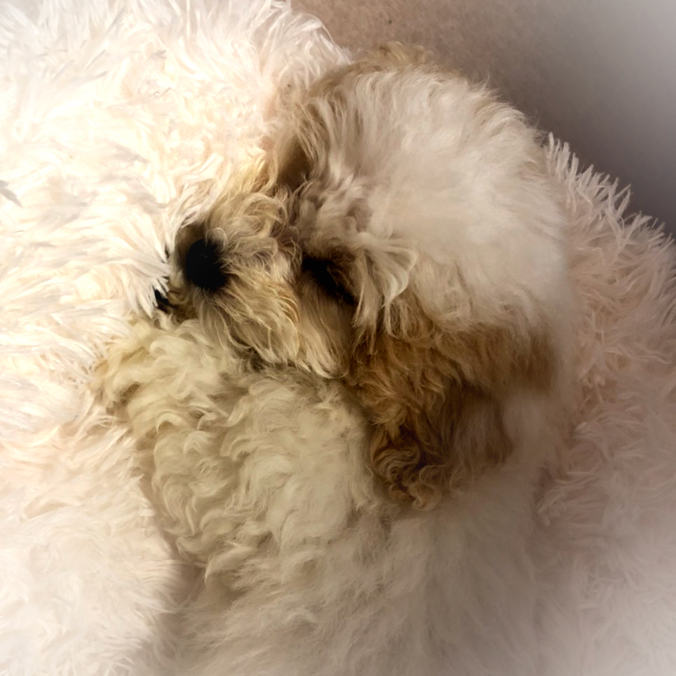 lara_cittoplus's tweet photo. 今日も一日お疲れさまです。
一足先にオヤスミナサイ(-_-)zzz

#lara #ララ #ボロニーズ #こいぬ #わんすたぐらむ #いぬすたぐらむ #dogstagram #かわいい #チットプラス #cittoplus #ボロニーズ #Bolognese #トイプードル #toypoodle #チワワ #Chihuahua #パグ #pug https://t.co/Hj35wp51f3