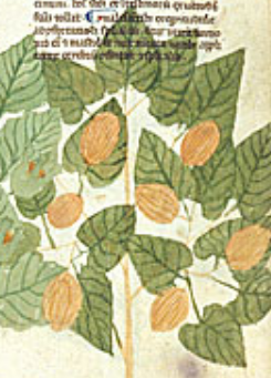 Remember that the Sasanians wrote about eating coconut. By the 10th century (at the latest) we have evidence of coconuts used as medicine in the Emirate of Cordoba, and doctors in Salerno were discussing it by the 11th and 12th centuries.