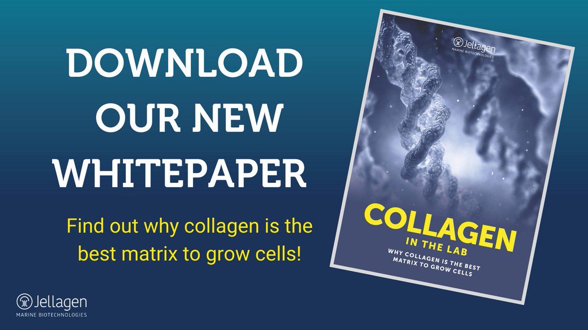 We have launched #whitepaper on #collagen! Download for free by following the link below!
https://t.co/usiRqSnogQ
#cellculture #3dcellculture #tissueengineering #regenerativemedicine #cells #scientificresearch https://t.co/ZMb5psgEI9