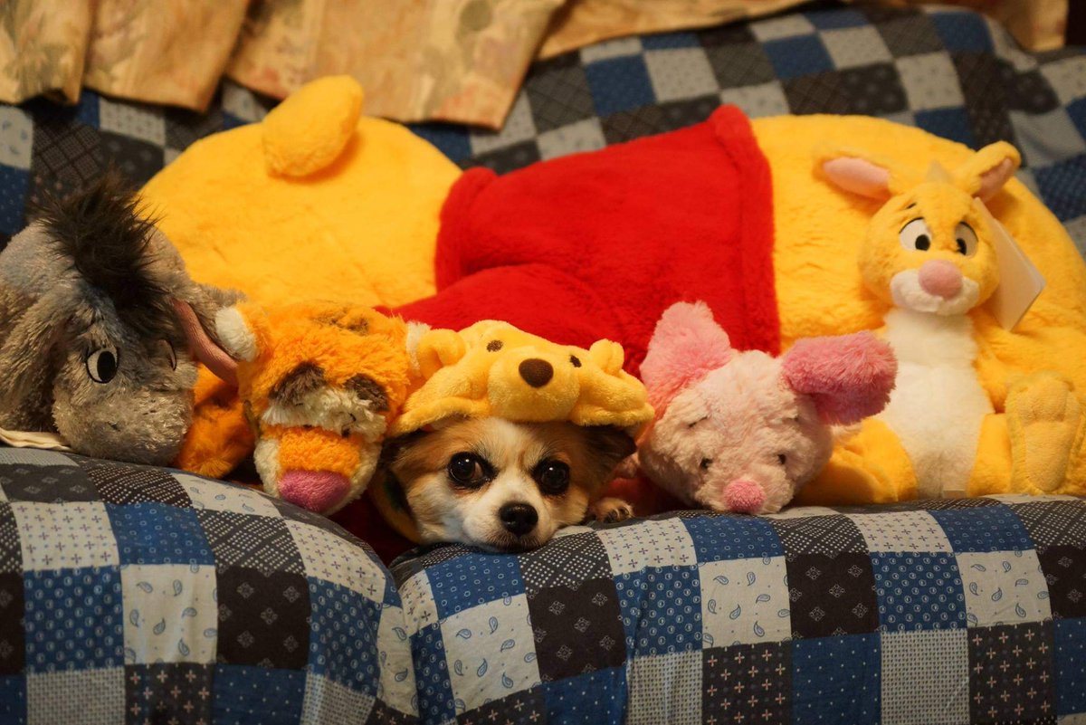 エタラカキモッペ プーさん教によるチワワ洗脳計画 チワワ ディズニー くまのプーさん 犬好きさんと繋がりたい コスプレ