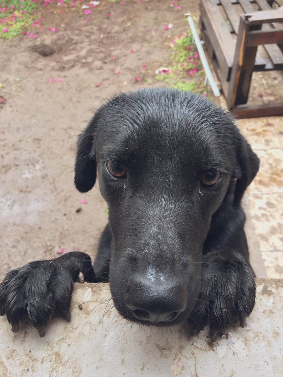 ✨Esta bebita está en adopción✨ 

-super cariñosa, ama jugar con niños!
-edad: 1 año 
-vacunada y desparasitada 

no conozco páginas  pero me ayudan rt para conseguirle familia? ❤️❤️❤️❤️❤️