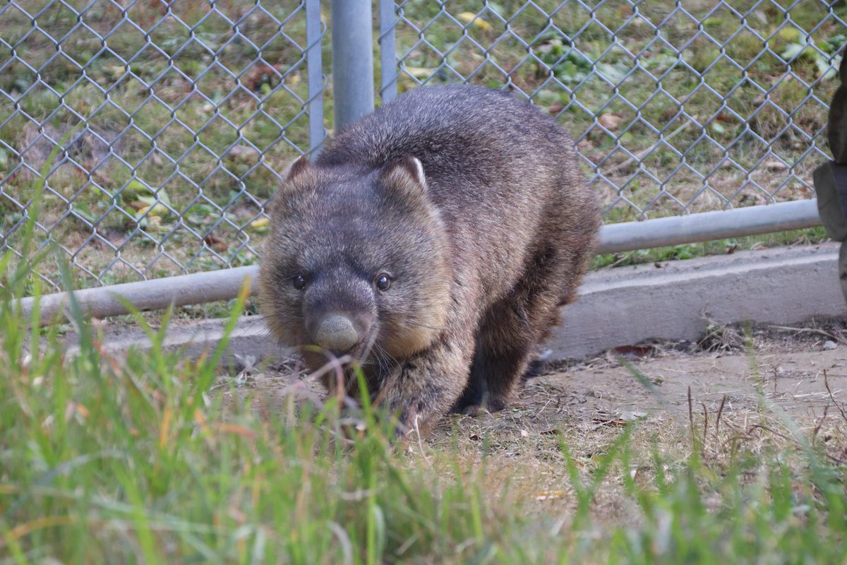 ヒメウォンバット