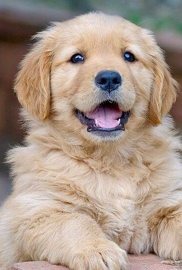 I smile when I see you😀☺

Friends 💖💖 follow ,share &amp; tag someone also stay with us for more @dogserves
:

:
:
#dogub #doggy #dogdugunevkaderindir #dogs #doggystlye #doga #adognamedsoup #dogcomms #dogers #dogface #doggface #doggingtales #doglovers
#dogmeat #mdogomdogo #dogood