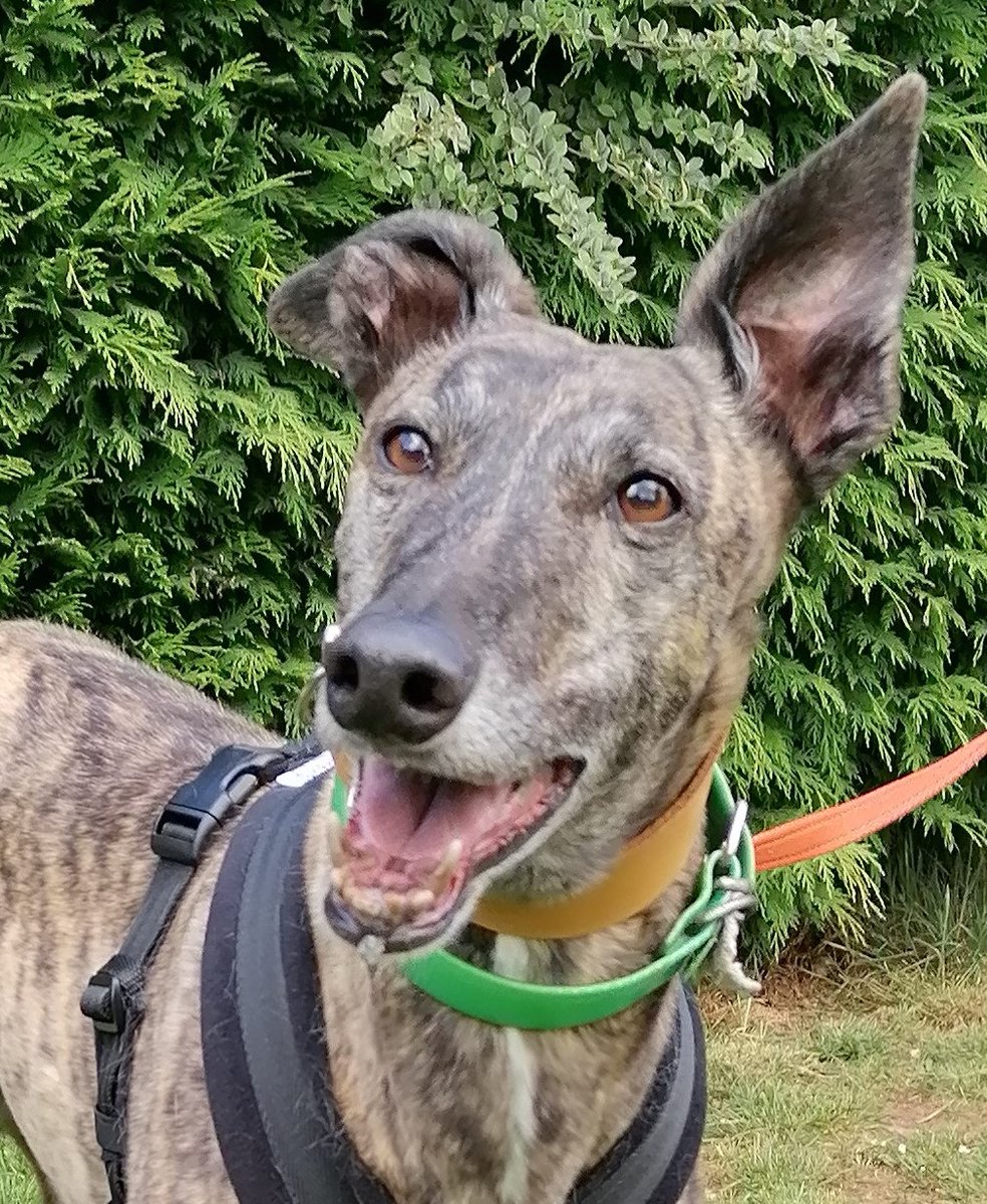 Forever Hounds Trust tweet media