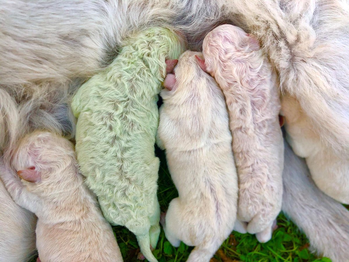 gmanews's tweet photo. GREEN PUPPY: Laking gulat ng isang magsasaka sa Sardinia, Italy nang manganak ang aso niya ng kakaibang tuta. Pinangalang Pistachio, ang apat niyang kapatid ay lahat puti, pati ang nanay niyang mixed breed. https://t.co/oCt5n5GhUG