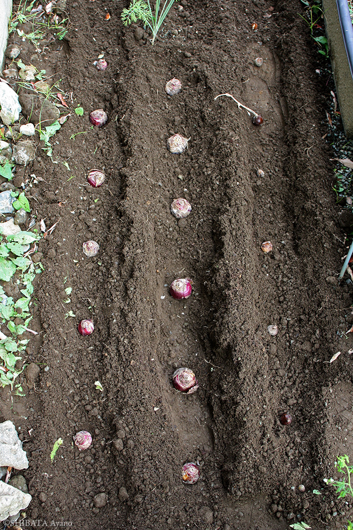 芝田文乃 Shibata Ayano ポーランド語翻訳 庭 花が終わって掘り上げておいたヒヤシンスとチューリップの球根を植えつけた ディルはまだ元気なので 蝶の蛹もくっついたままにしておく