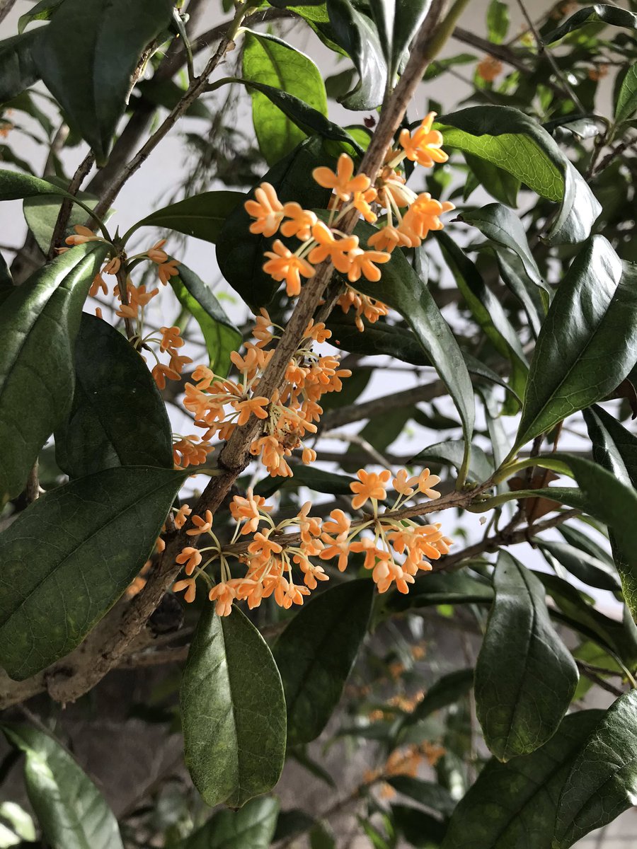 かえで 金木犀の甘い香り 私も大好きです お庭に植えてあります 金木犀の香るこの時期にきみのめが 見れるのとても嬉しいです 明日は学校だから行けないけど 明後日の中継は行きますよ