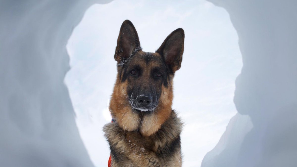 Ever wanted to be able to talk with your dog? A team of researchers at Georgia Tech University has been working on wearable technology that will allow working dogs to communicate crucial information to their handlers.
bit.ly/3jlD8rs