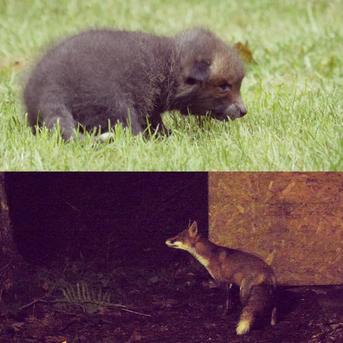 wadars dogs for rehoming