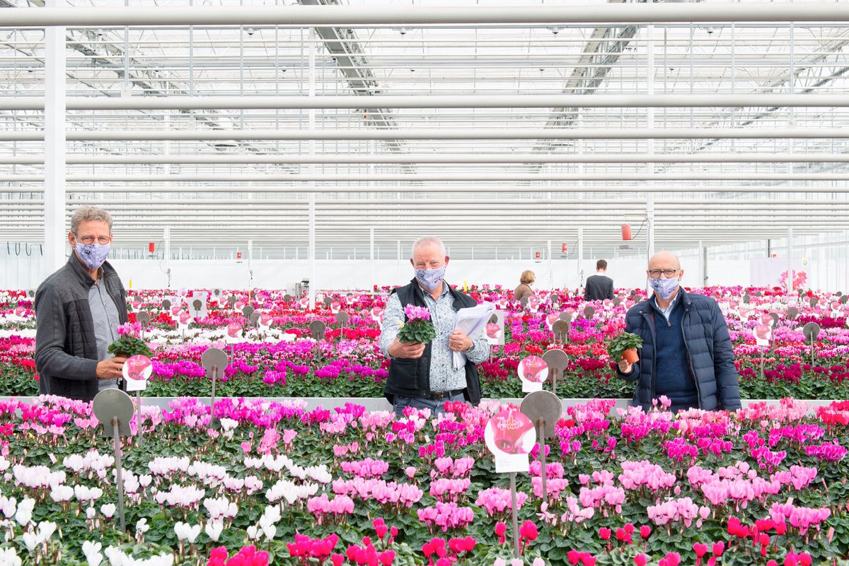 Schoneveld Breeding tweet media