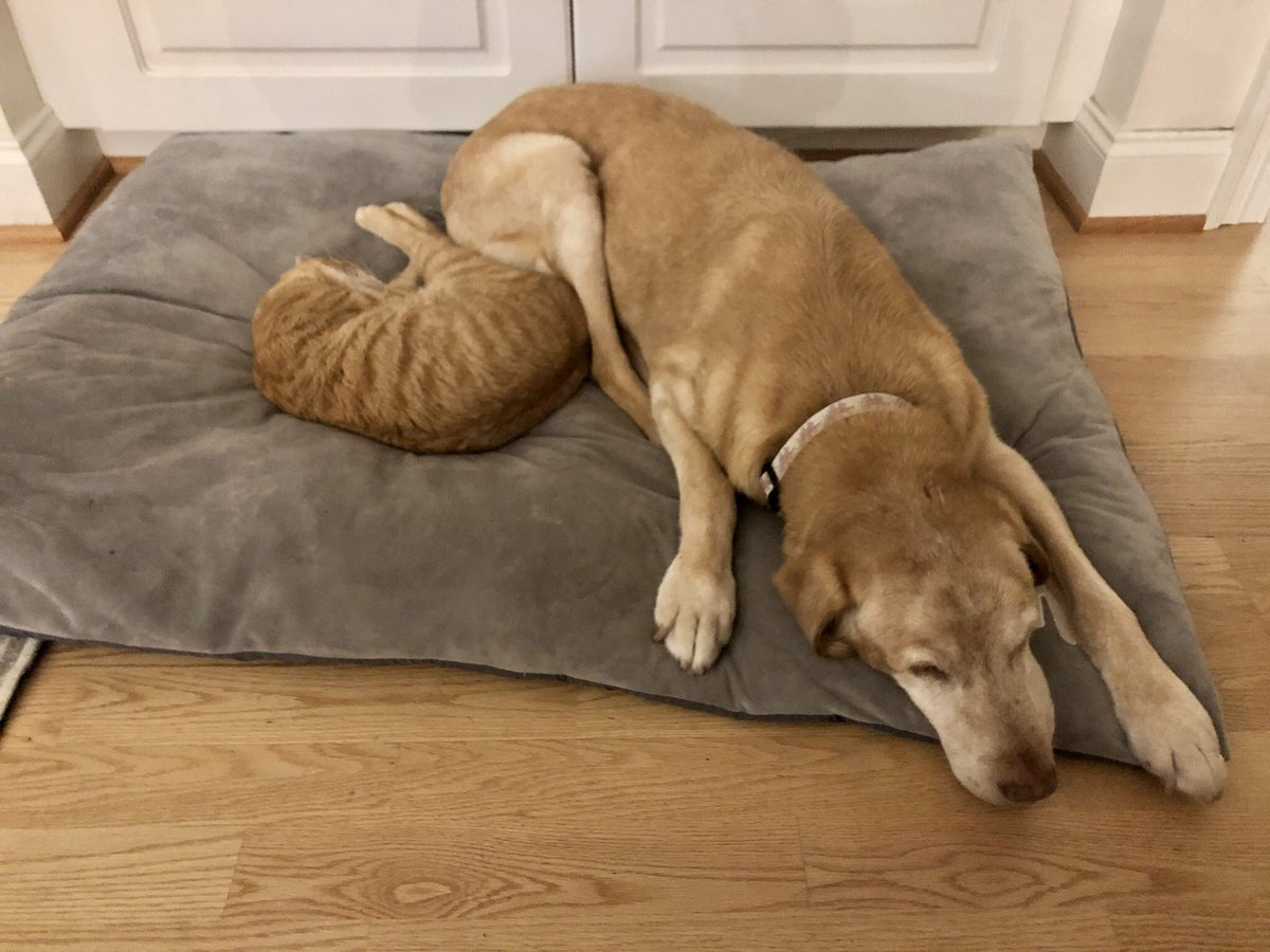 We lost our Molly this morning. She was a rescue and a 16 year old lady. Somehow I will miss the 530am barking that woke the whole house. Goodnight sweet girl ❤️