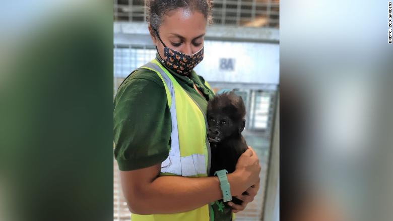 cnni's tweet photo. Zookeepers in the British city of Bristol are giving a baby gorilla round-the-clock care, including bottle feeding through the night, as his mother has been struggling to look after him. https://t.co/gE4WFRDn9o https://t.co/lyhIQ0TGZW