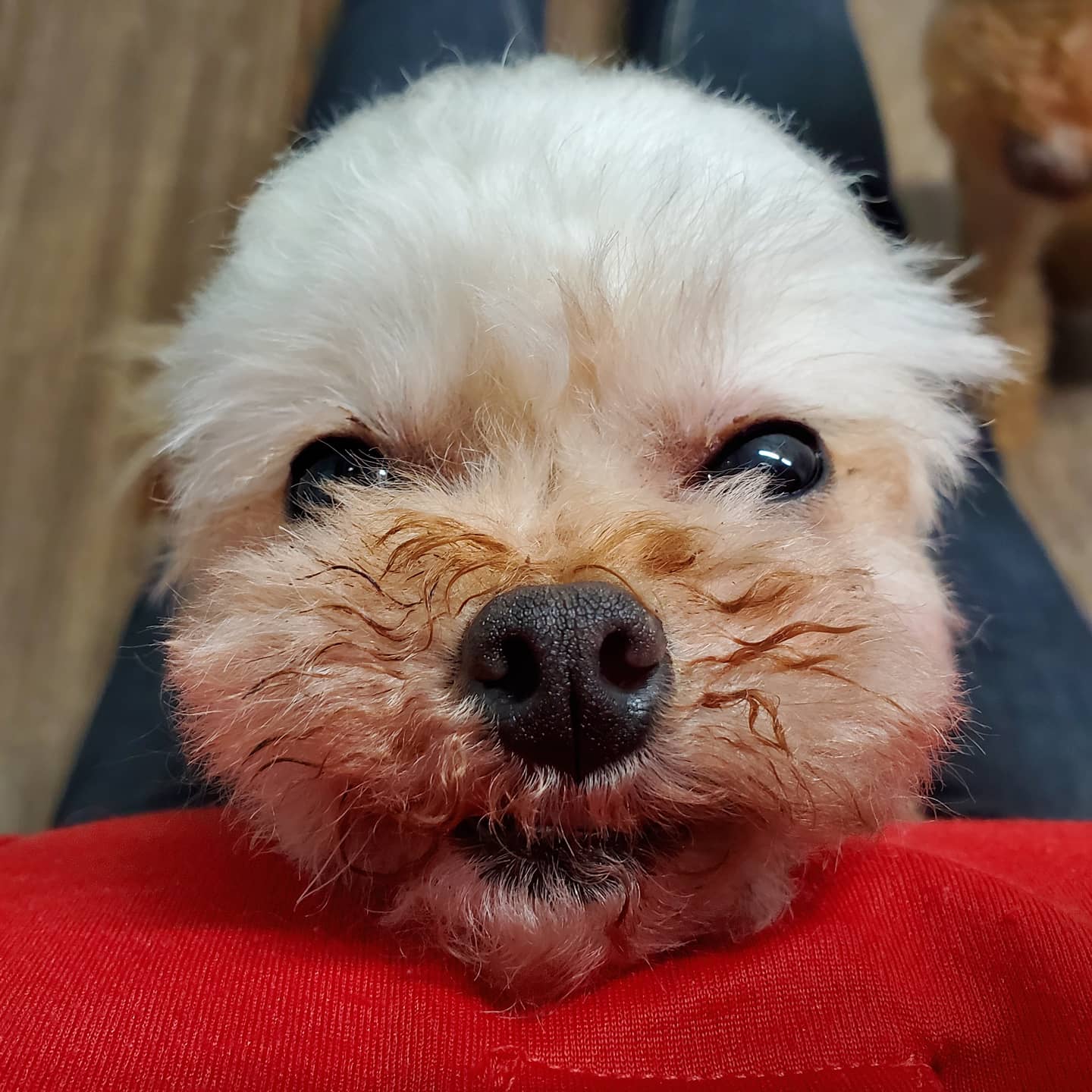 保護犬カフェ 立川店 スタッフの膝に我先にと乗り込みすやすや寝だしたパプリカとドーリー 一緒にいると暖かいね 冬のお膝の素晴らしさを教えてくれる家族を募集中です 1枚目 右パプリカ 左ドーリー 保護犬カフェ立川店 ラブファイブ トイ