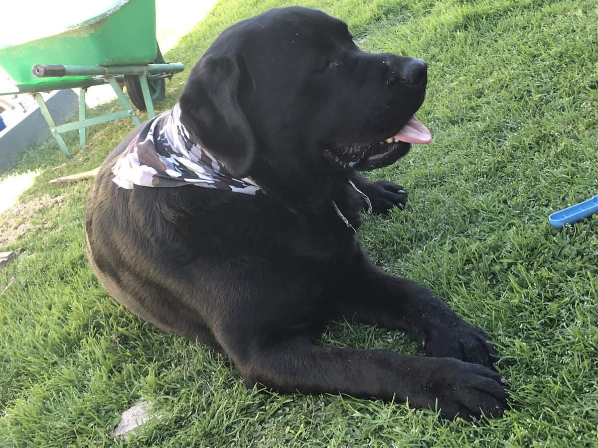 theBeejyBoy's tweet photo. For those playing along at home, Sticks does NOT have cancer. I’m so happy about this news. We are not out of the woods yet but fuck it no cancer is worth celebrating https://t.co/pX7xorGPEe