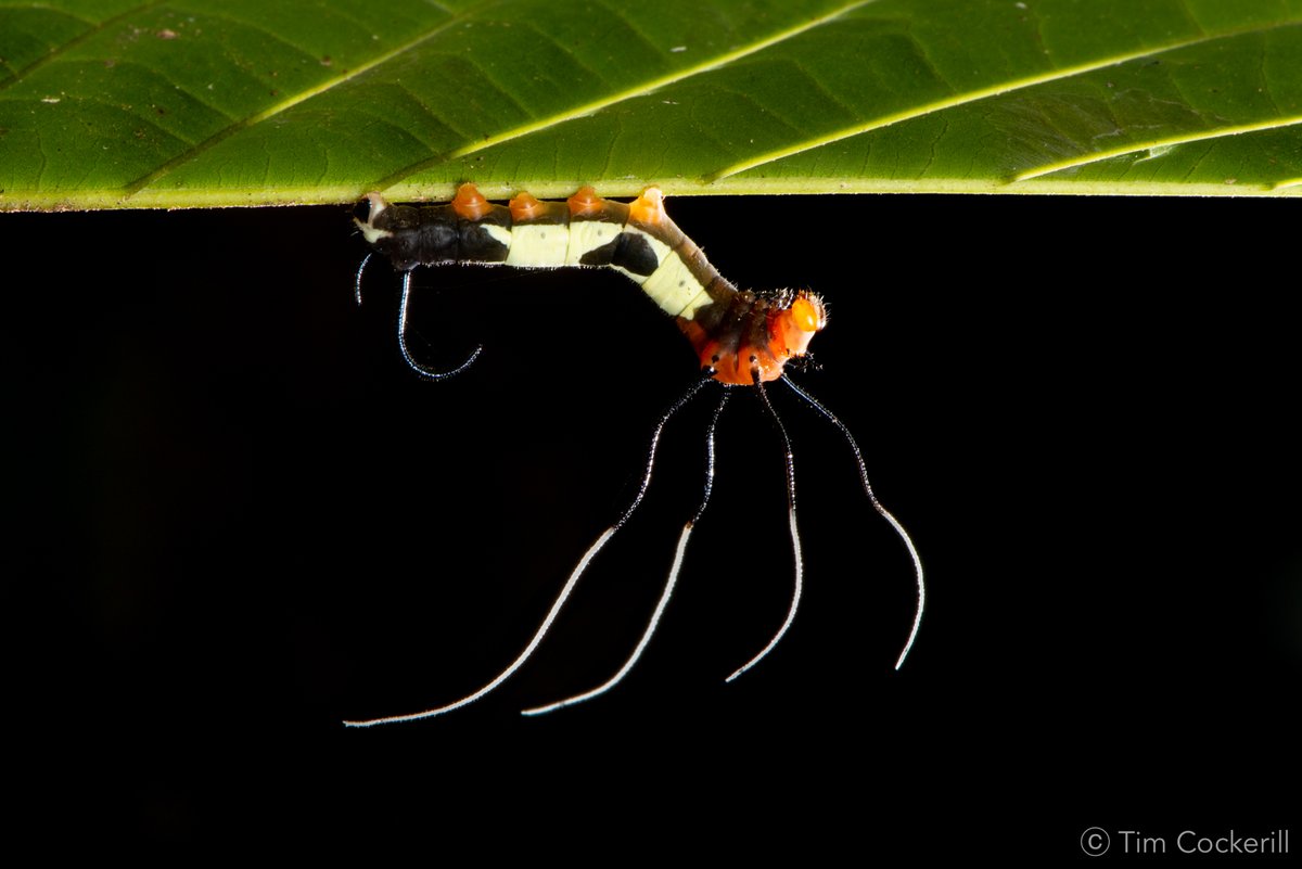 insectweek's tweet photo. Enter the #NIW2020 Photography Competition.
All the details online:
https://t.co/jPrVb6Lmub
Here's a beautiful image from head competition judge @DrTimCockerill
#insects #entomology #photography #wildlifephotgraphy #macrophotography #naturephotography https://t.co/ztvePnR6lE